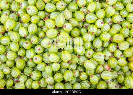 Solid background of fresh ripe and natural green gooseberries Stock Photo