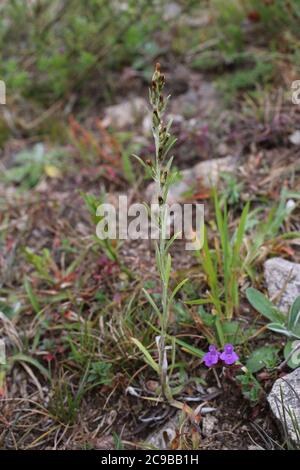 Gnaphalium sylvaticum, Heath Cudweed. Wild plant shot in summer. Stock Photo