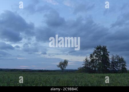 trees in field with dark storm clouds in the sky Stock Photo