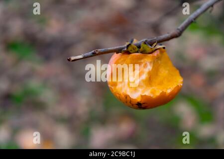 Half eaten by birds persimmon isolated on a branch tree on gray-green background Stock Photo