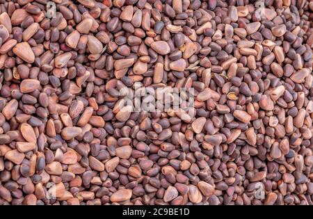 Solid background of fresh ripe and natural cedar seeds Stock Photo