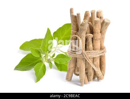 Root Withania somnifera, known commonly as ashwagandha, Indian ginseng, poison gooseberry or winter cherry Stock Photo