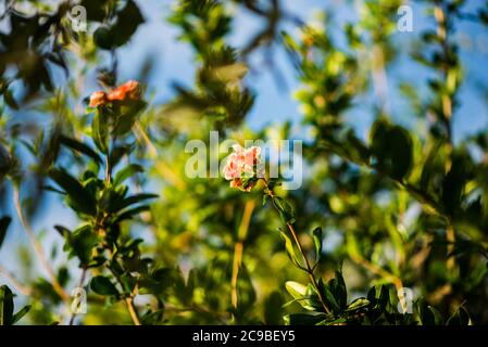 Branch with Flowers of Pomegranate Tree on Sardinia. Italy. Green Leaves with Blurred Background. Stock Photo