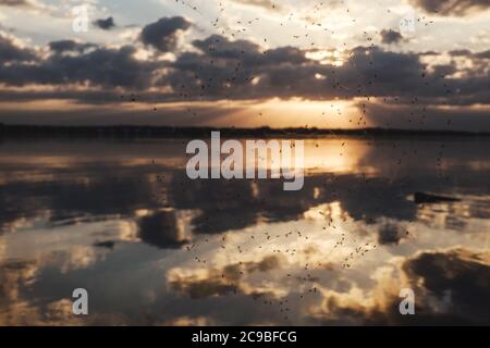 Sunset at the river. Spider web with flies on foreground. Stock Photo