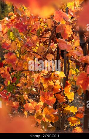 Autumn vineyards with red and yellow leaves. Vertical beautiful autumn background. The harvest of the grapes. Filled with bright Sunny background. Lea