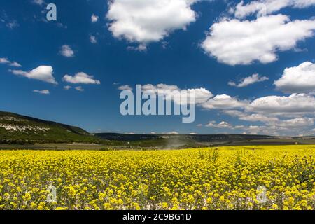 Rapeseed field on a bright Sunny day. Summer landscape with yellow flowers. Growing an agricultural product. Rapeseed oil. Mustard and canola are the Stock Photo