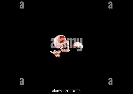 Human skull split view of medical lab skull isolated on black ...