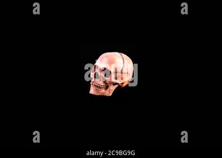 orthogonal Human skull view of medical lab skull isolated on black, realistic Skull bone,good for medical college anatomy Stock Photo
