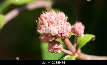 Lübeck, Schleswig-Holstein / Germany - June 23, 2020: Flower with red, flame shaped petals. Close up, 16x9 panorama format. Stock Photo