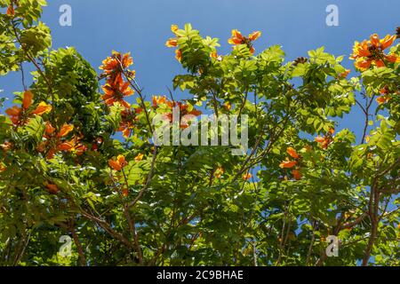 Blooming orange Spathodea Campanulata, or African tulip tree. Bali, Indonesia. Stock Photo