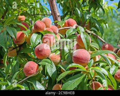 Ripe peaches, prunus persica, on the tree Stock Photo