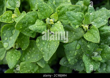 Raindrops on spinach leaves Stock Photo - Alamy