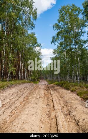 Ploughed-up dirt road in forest serving as an emergency route for authority services in case of fire. Dividing path in forest eliminating spread of fi Stock Photo