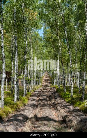 Ploughed-up dirt road in forest serving as an emergency route for authority services in case of fire. Dividing path in forest eliminating spread of fi Stock Photo