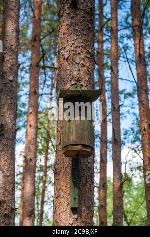 Birdhouse on tree in forest. Stock Photo