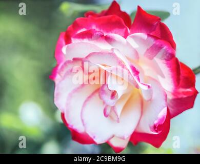 Hybrid Tea Rose 'Double Delight' - the queen among two-tone roses. The center of the flower is creamy white with a raspberry-red border around the edg Stock Photo