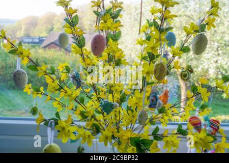 Colored Easter eggs standing on a forsythia bush in a vase in front of a window. Blur background Stock Photo