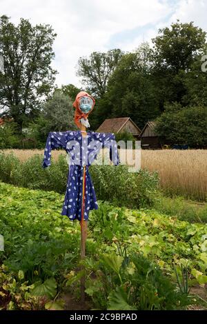 Scarecrow in the field Stock Photo