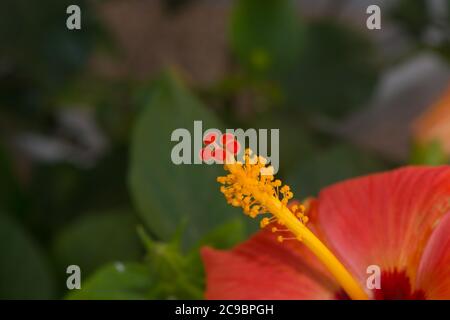Closeup of the flower Hibiscus rosa sinensis revealing male and female genitalia stamen and pistil Stock Photo