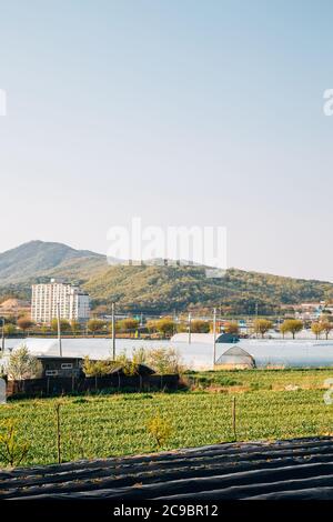 Farm field and greenhouse, countryside village landscape in Cheonan, Korea Stock Photo