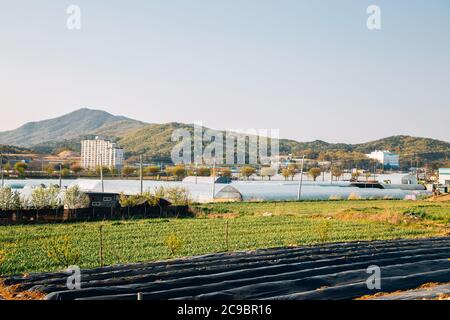 Farm field and greenhouse, countryside village landscape in Cheonan, Korea Stock Photo