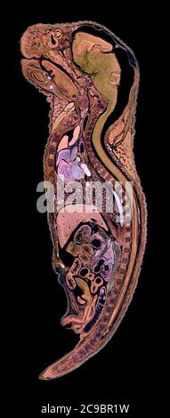 Young mouse one day old, Longitudinal section (LS) darkfield photomicrograph Stock Photo