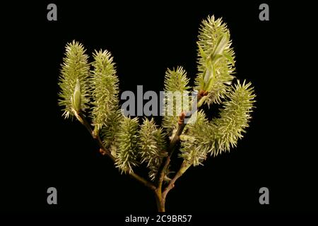 Goat Willow (Salix caprea). Female Inflorescence Closeup Stock Photo