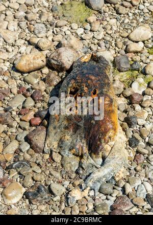 picture with dead fish skeleton fragments on a pebble background, Baltic Sea coast, Estonia Stock Photo