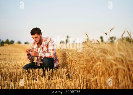 Agronomist examining cereal crop before harvesting sitting in golden field. Smiling farmer holding a bunch of ripe cultivated wheat ears in hands