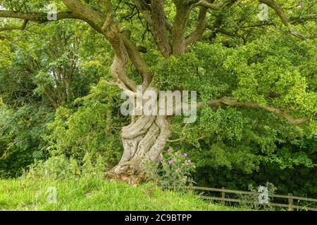 Old hawthorn tree (Crataegus monogyna) with twisted trunk, Leicestershire, England, UK Stock Photo