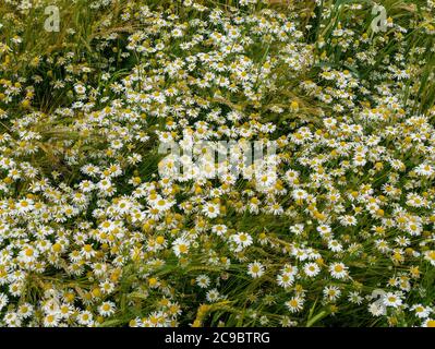 Wild white common daisy flowers (bellis perennis) growing amongst Barley cereal crop in farm field in summer, England, UK Stock Photo
