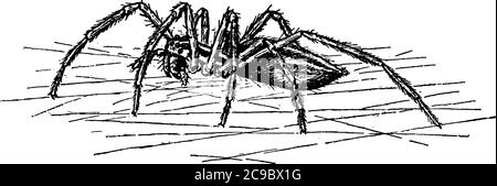 A spider in a web. Spiders, order Araneae, are air-breathing arthropods that have eight legs and chelicerae with fangs able to inject venom, vintage l Stock Vector