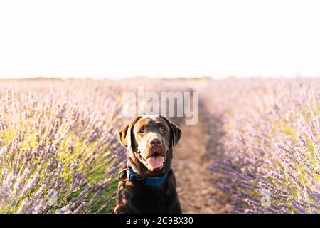 portrait of a brown labrador dog in nature surrounded by purple flowers from a lavender field Stock Photo