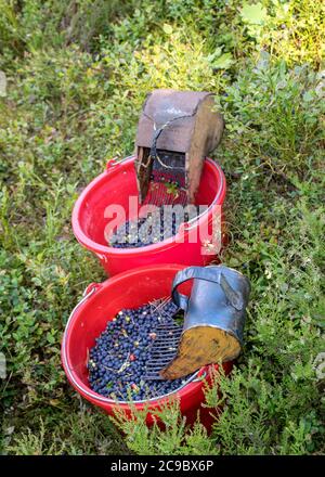 buckets with picked blueberry berries on a fuzzy forest background, berry picking device, berry picking tools, a bucket and berry picker on a trail in Stock Photo