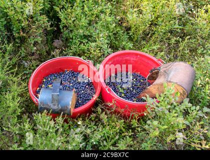 buckets with picked blueberry berries on a fuzzy forest background, berry picking device, berry picking tools, a bucket and berry picker on a trail in Stock Photo