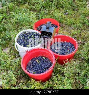 buckets with picked blueberry berries on a fuzzy forest background, berry picking device, berry picking tools, a bucket and berry picker on a trail in Stock Photo