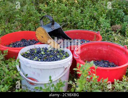 buckets with picked blueberry berries on a fuzzy forest background, berry picking device, berry picking tools, a bucket and berry picker on a trail in Stock Photo