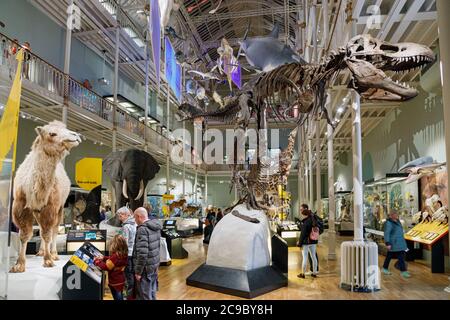 Tyrannosaurus Rex skeleton at the National Mueum of Scotland, Edinburgh Stock Photo