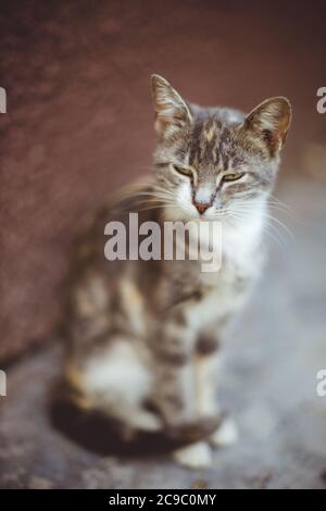 Lovely grey sitting on the stone tiled floor near house in summer. Stock Photo