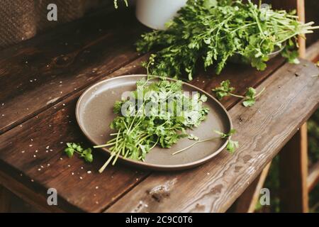 Bunch of cilantro, fresh coriander a wooden dark table. Authentic still life Stock Photo