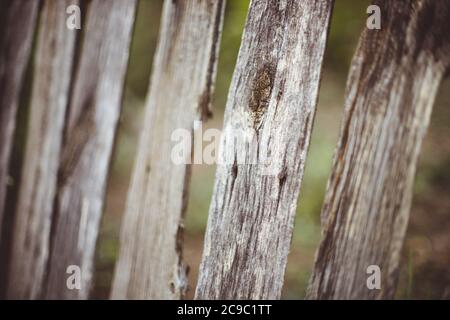 old grey picket fence in rural garden Stock Photo