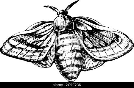 The silkworm Black and White Stock Photos & Images - Alamy