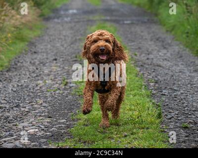 A young cockapoo running down a country lane in Campsie Fells during a walk with his owner Stock Photo