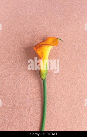 Amazing orange Calla Lily flower on a sparkle pink peach background.  Flat lay. Place for text. Stock Photo