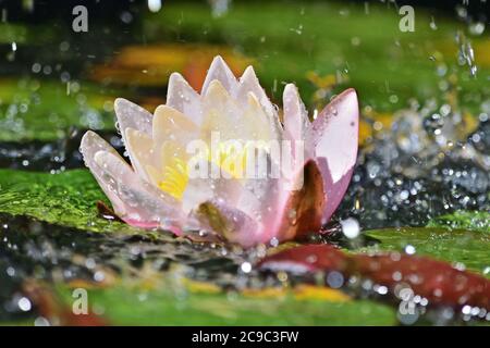 Nymphaea alba, also known as the European white water lily Stock Photo