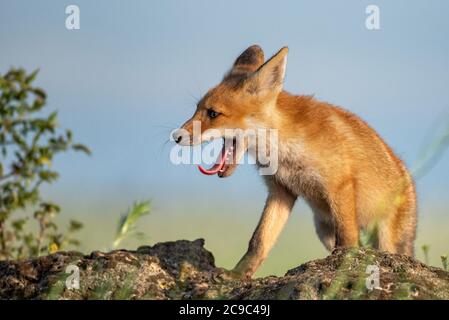 Fox cub. Young red Fox stands on a stone and yawns. Stock Photo