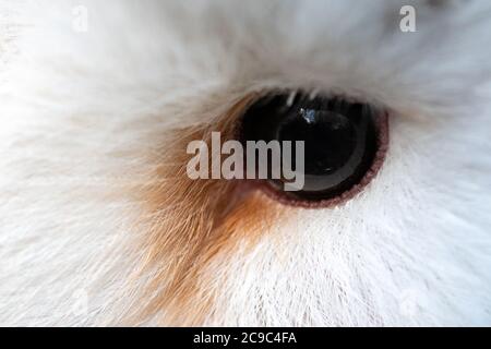 Owl eye close-up, macro photo, eye of the female Barn owl, Tyto alba. Stock Photo