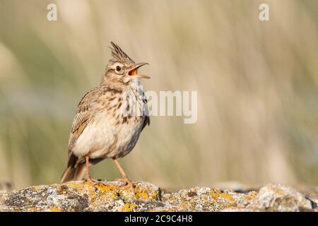 A Crested Lark Galerida cristata, sitting on a rock in a beautiful light. Close up.