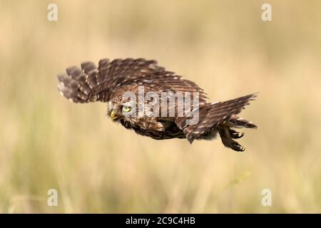 Adult little owl Athene noctua in flight, close up. Stock Photo