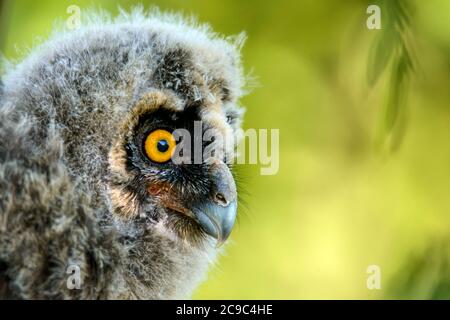 portrait of a juv long-eared owl (Asio otus). Stock Photo